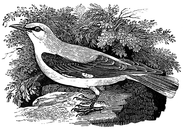 Free golden oriole bird old world illustration
