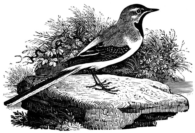 Gebirgsstelze, Vogel, Bachstelze, Boden