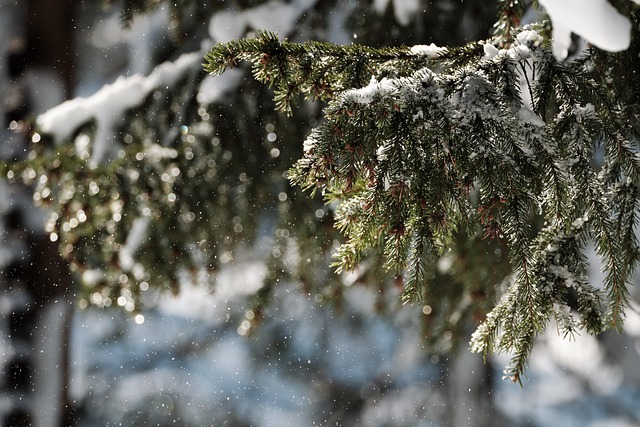 Free Snow Forest photo and picture