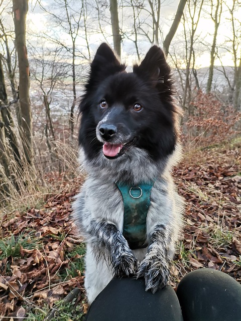 Free Dog Hund photo and picture