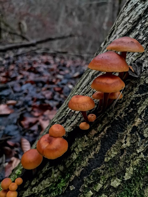 Free Pilze Mushrooms photo and picture