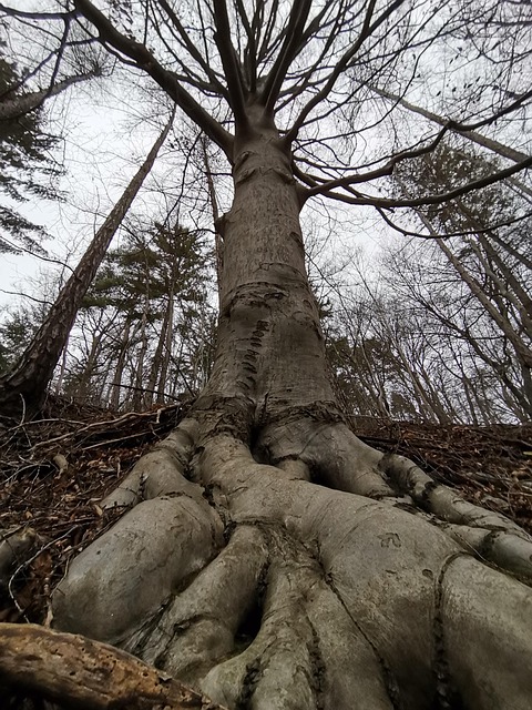 Free Tree Baum photo and picture