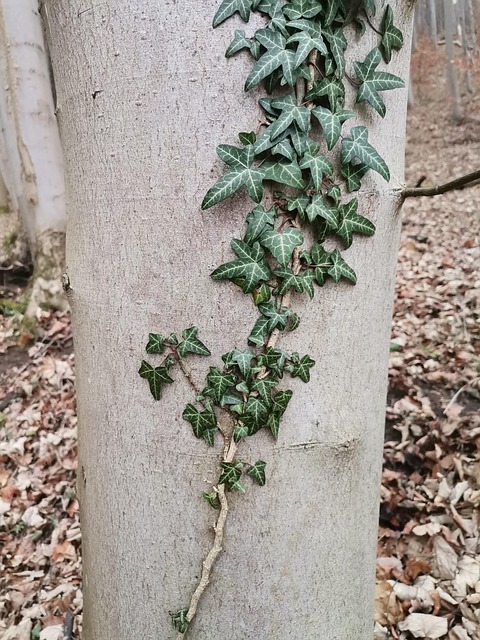 Free Tree Baum photo and picture