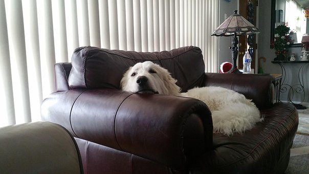 Free Dog On photo and picture