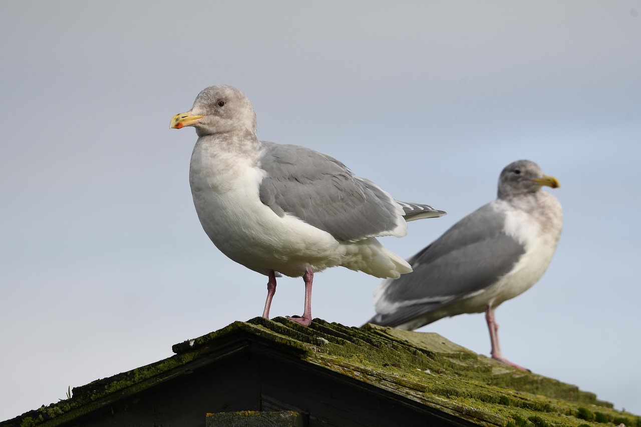 Gulls Seagulls Birds - Free photo on Pixabay - Pixabay