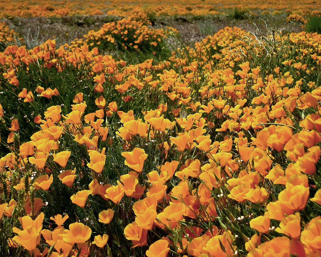 Golden California Poppies Photograph by Tom Norring Pixels
