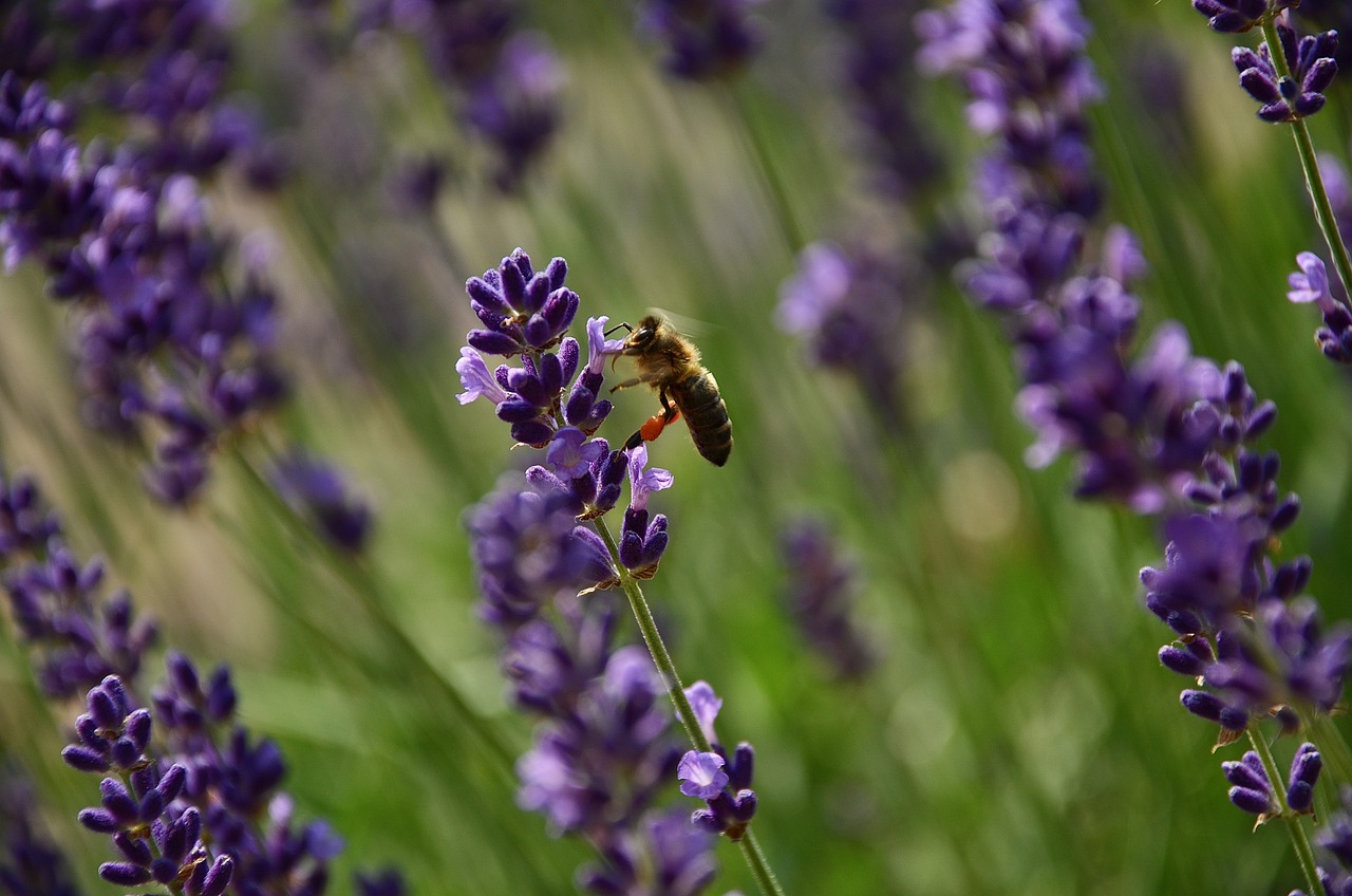 Lavenders Bee Flowers Free photo on Pixabay Pixabay
