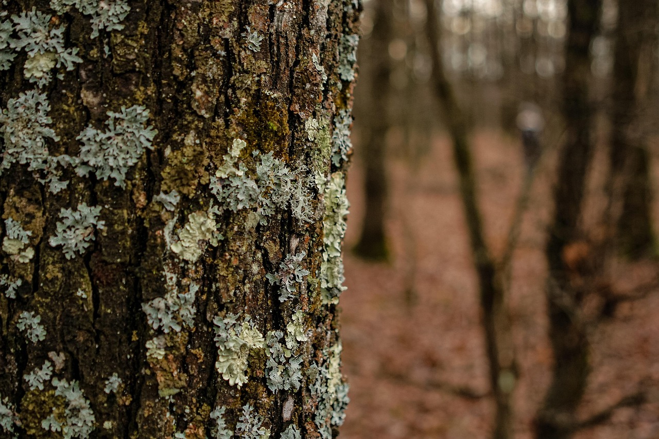 Texture Lichens Tableau - Photo gratuite sur