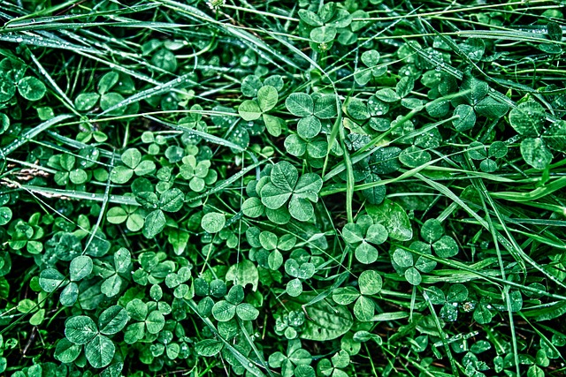 Clover 3 Leaf Shamrock - Free photo on Pixabay - Pixabay