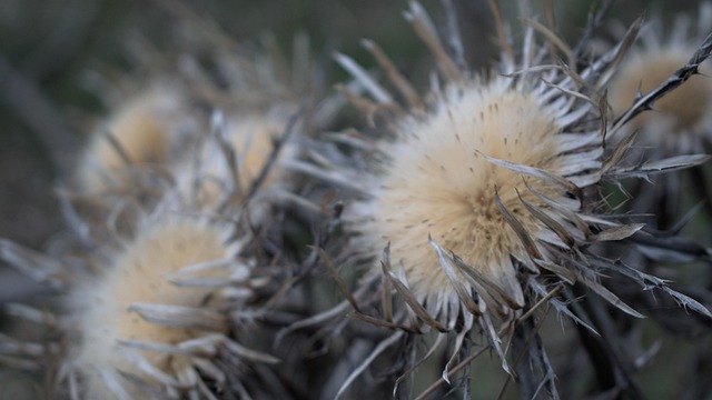 Free Flower Thistle photo and picture