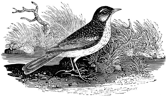Free meadow pipit bird songbird illustration