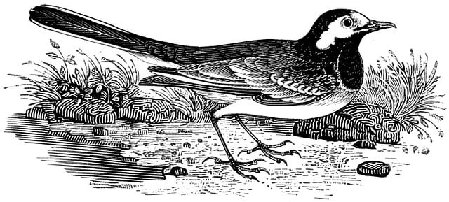 Pied Wagtail, Vogel, Bachstelze, Schwanz