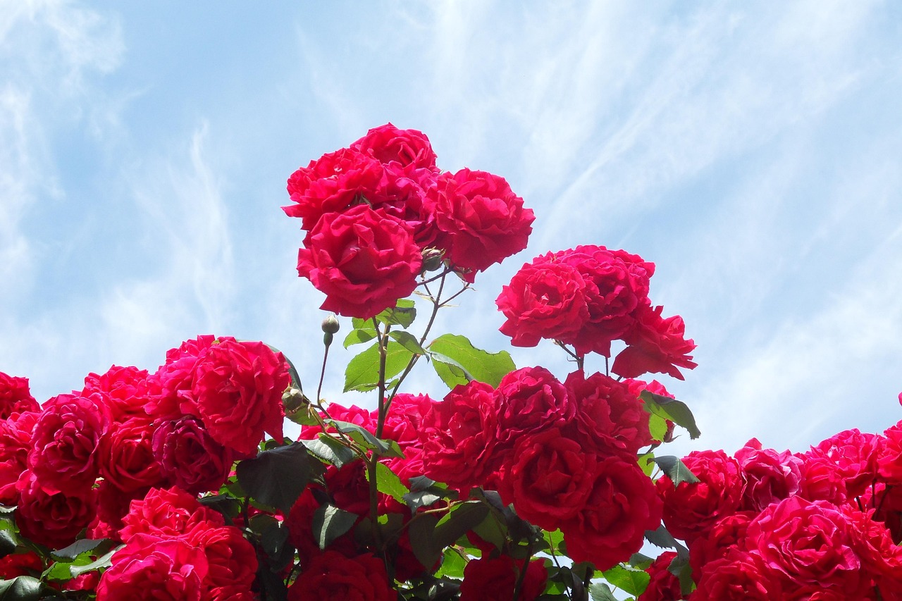 장미 장미꽃 - Pixabay의 무료 사진 - Pixabay