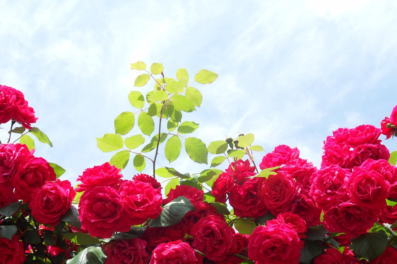 장미 장미정원 - Photo gratuite sur Pixabay - Pixabay