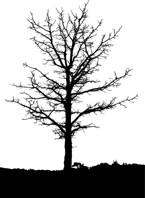 Jalový Strom, Strom Silueta