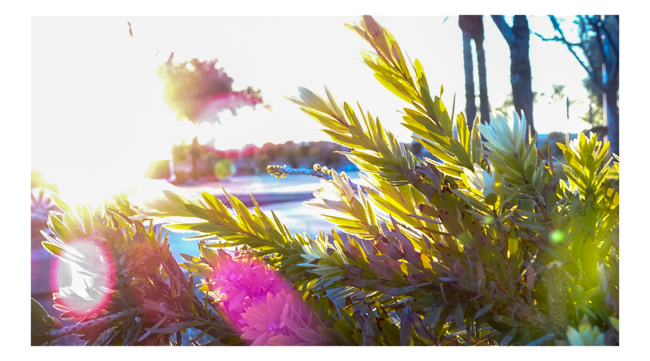 Download Green, Plant, Light. RoyaltyFree Stock Illustration Image