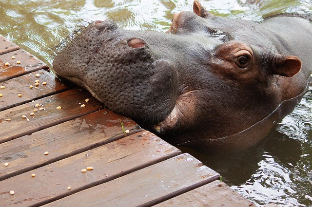 Free Hippo South Africa photo and picture