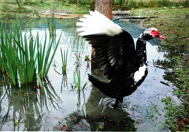 Free Duck Wings photo and picture