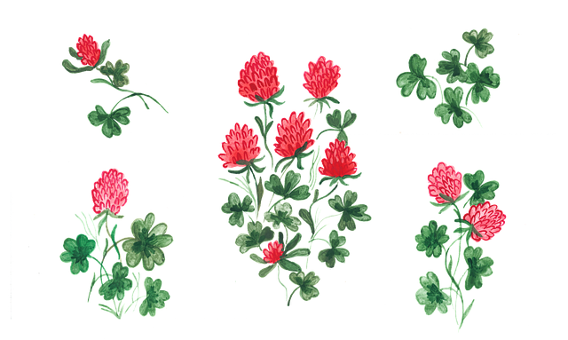 Free clover grass cloverleaf vector