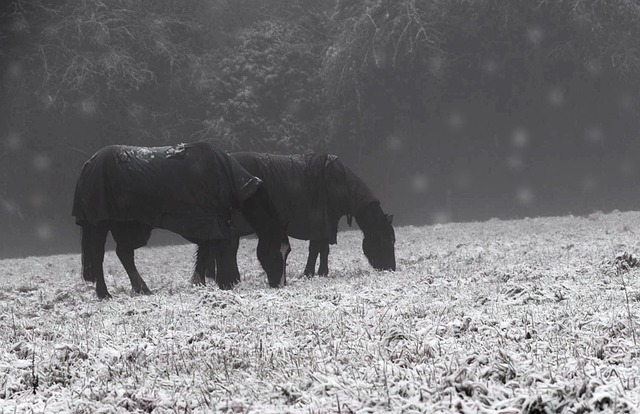 Free Horses Wintertime photo and picture