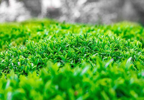 Tee, Grün, Organisch, Natürlich, Natur