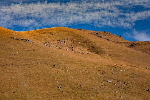 Plateau, Die Schafe, Natur, Truthahn