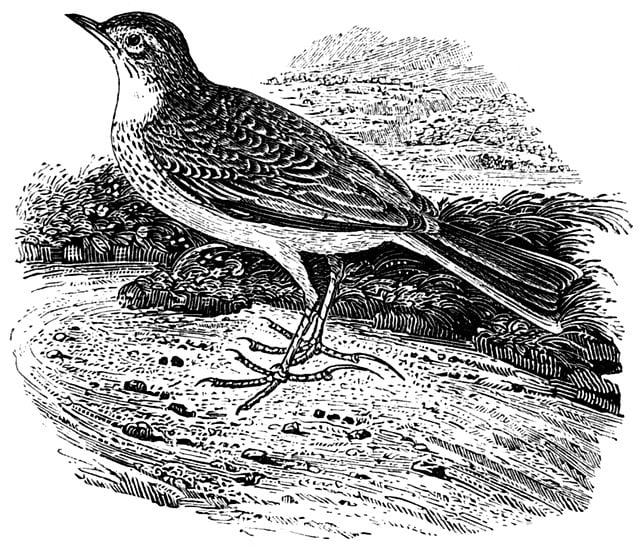 Free richard's pipit bird pipit illustration