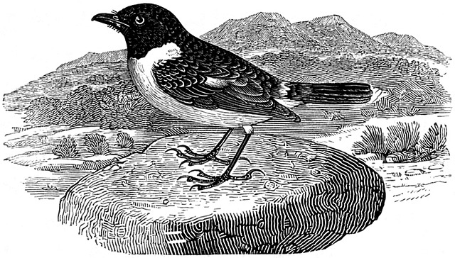 Free stonechat bird thrush illustration