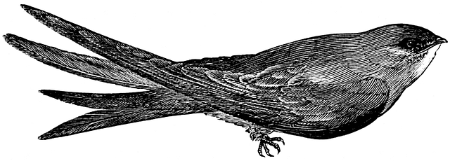 Free swift bird ornithology illustration
