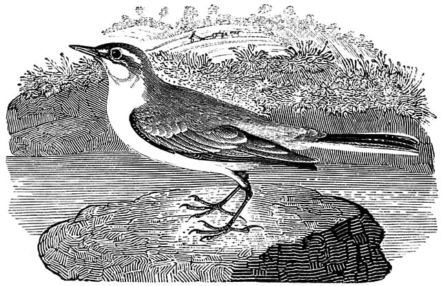Free yellow wagtail bird wagtail illustration