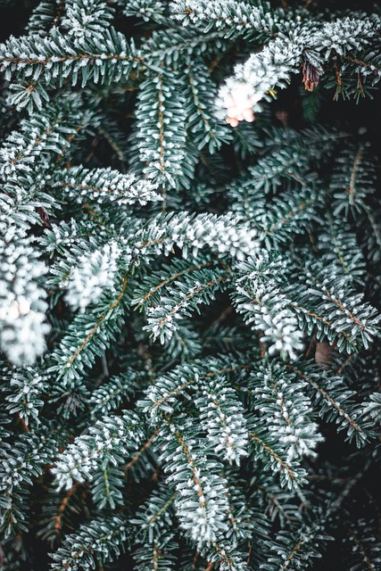 Kiefer, Fichte, Weihnachtsbaum, Grün