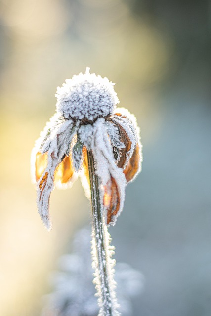 Blume, Winter, Kalt, Schnee, Eis, Natur