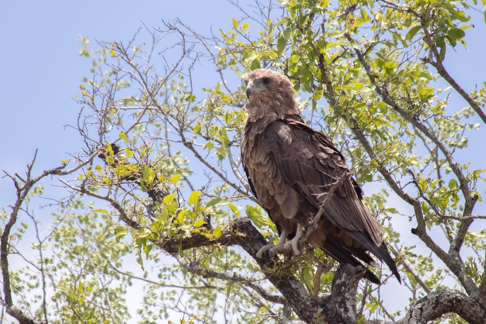 Eagle Bird Tree - Free photo on Pixabay - Pixabay