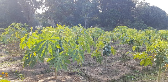 How To Grow Papaya In India - Featured Image
