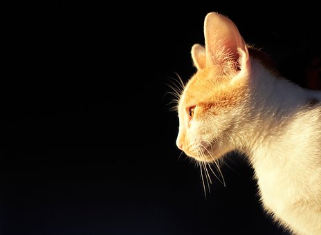 Kat, Katje, Huisdier, Schattig