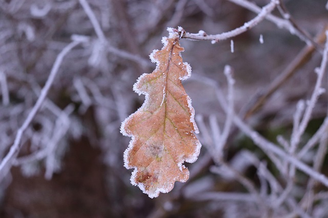 Eichenblatt, Eiche, Herbstlaub, Winter