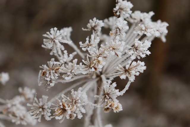 Winter, Winterlandschaft, Gefroren, Reif
