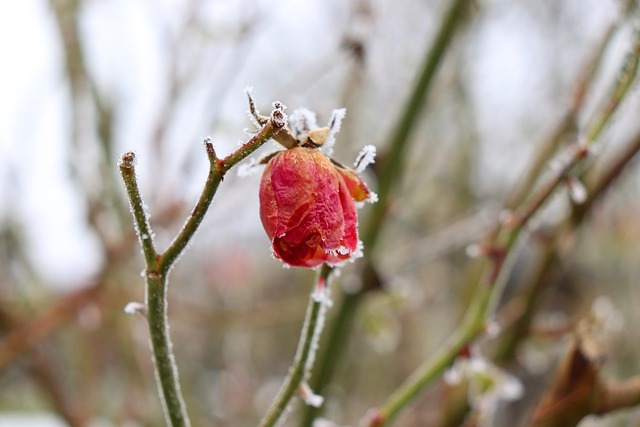 Hagebutte, Wildrose, Heckenrose, Winter