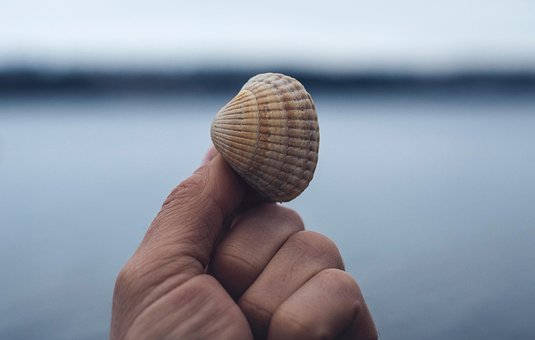Muslingeskal, Ocean, Strand, Natur, Skal