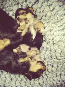 Free Cute Puppies photo and picture