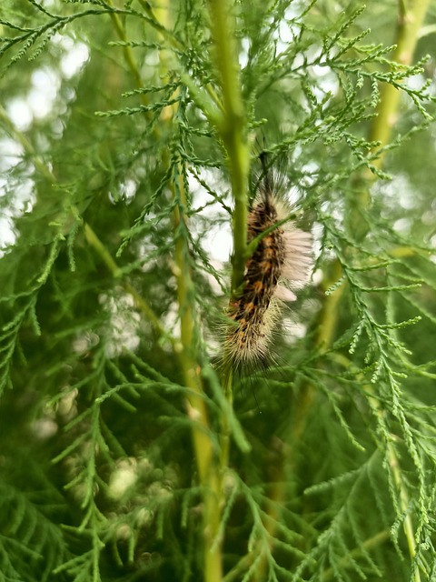 Natureza, Lagarta Fofa, Verde