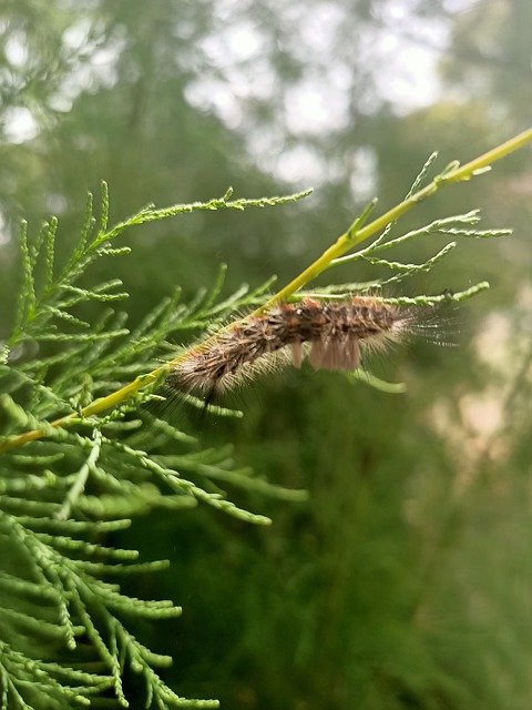Lagarta Fofa, Natureza, Verde