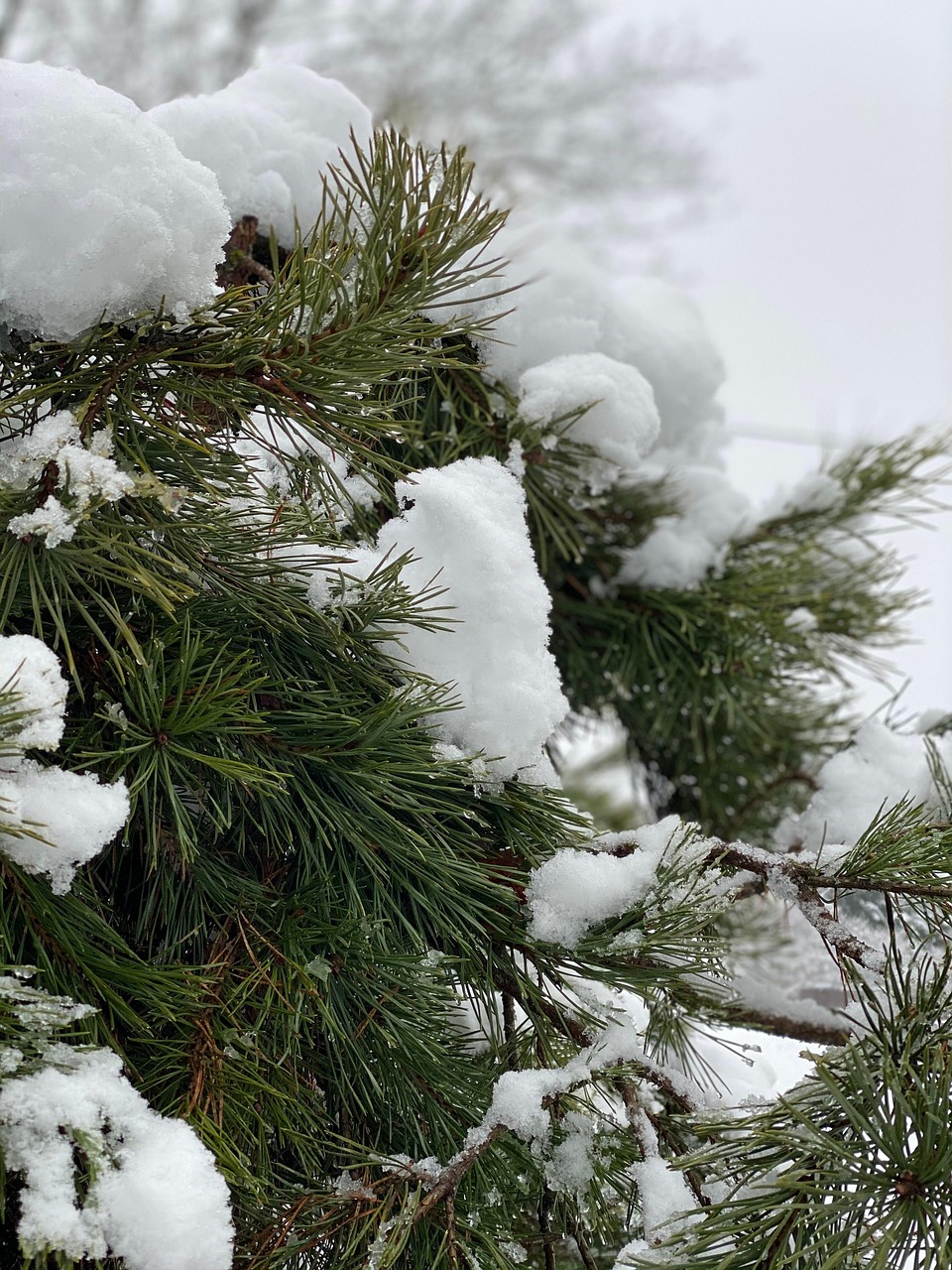 松树 雪 冬天 - Pixabay上的免费照片 - Pixabay