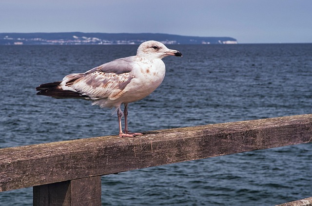 Free Gull Bird photo and picture