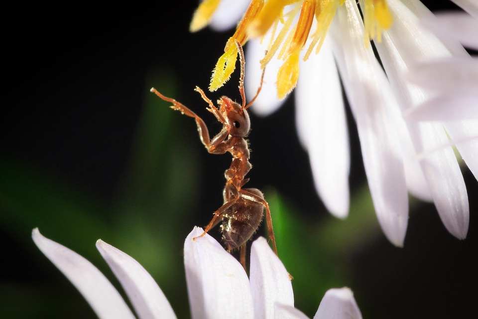 Ant Flower Nature Free Photo On Pixabay Pixabay ant-flower-nature-free-photo-on-pixabay-pixabay