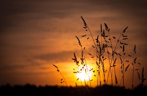 Pôr Do Sol, Natureza, Trigo, Orelha