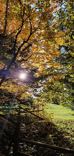 Free Fall Sunshine photo and picture