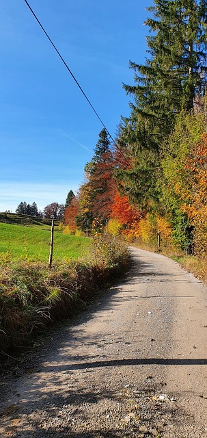 Free Indian Summer Colorful Trees photo and picture