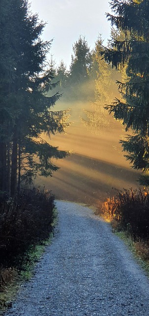Free Sunbeams Forest photo and picture