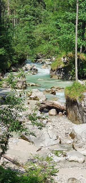 Free Enchanted Forest Nature photo and picture